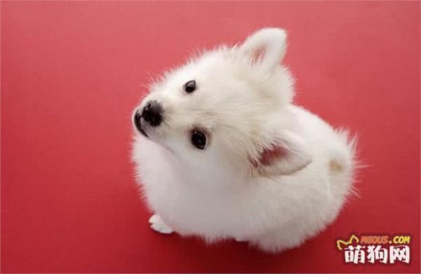 狗狗最适合的饲料，你知道是什么吗？