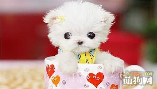 狗狗最适合的饲料，你知道是什么吗？