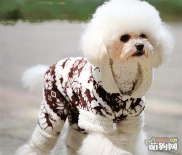 狗狗最适合的饲料，你知道是什么吗？