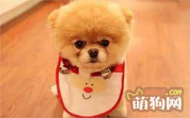 狗狗最适合的饲料，你知道是什么吗？