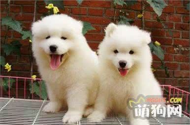 狗狗最适合的饲料，你知道是什么吗？