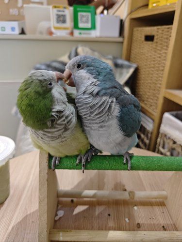 小鸟亲亲～超治愈