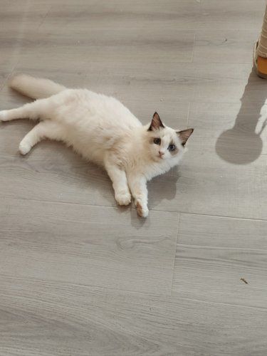 放松喵～心情也融化