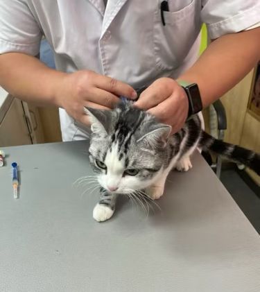 打针后脖子出血，是正常的嘛？ 