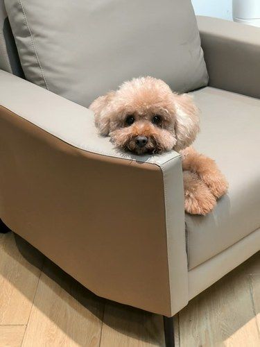 超级友好的的萌宠乐园