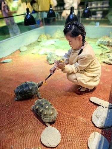 爬宠真的好上头啊‼️我女儿说太太太有趣了