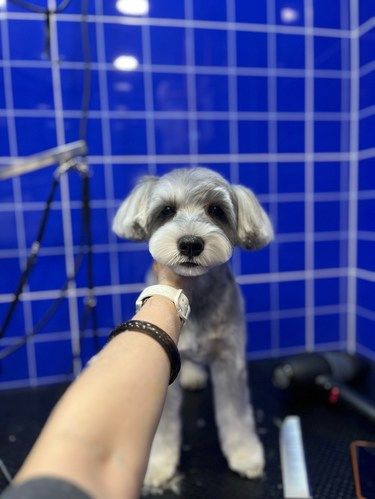 我家萌宠的新造型