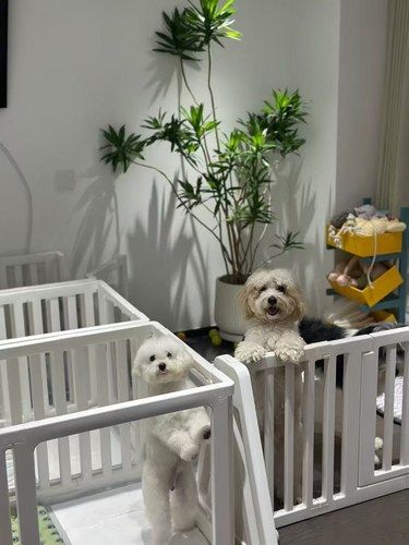 宠物狗狗的日常萌