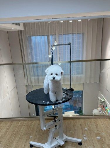 宠物也要美美哒