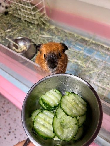 撸宠天堂✨猫狗豚鼠一次撸个够