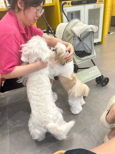 这家宠物寄养真松弛，毛孩子的第二个家