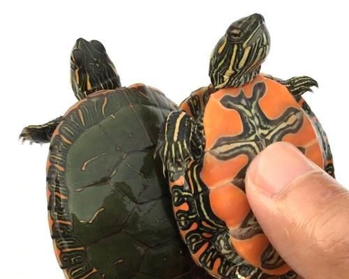 东部锦龟的饲养方法（如何科学养护你的东部锦龟）