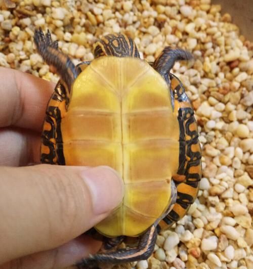 东部锦龟的饲养方法（如何科学养护你的东部锦龟）