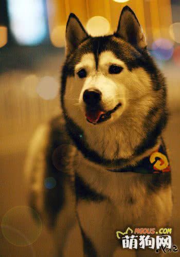 狗狗美容既为健康又为时尚