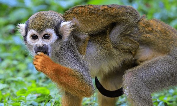 马河松鼠猴的特点