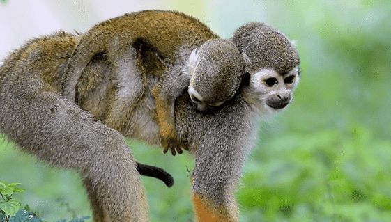 马河松鼠猴的特点