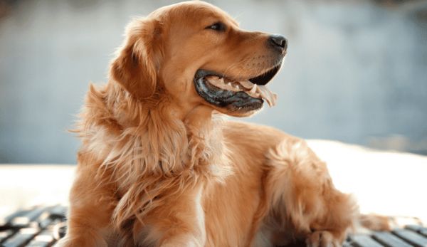 黑色金毛是不是纯种？黑色金毛是什么种类？