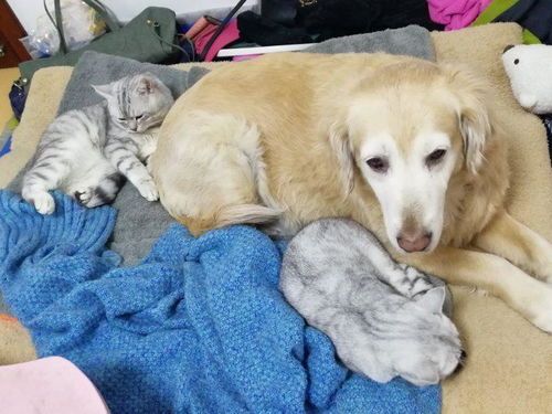 怎么照顾老年宠物猫狗