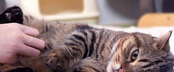 猫咪软骨病有哪些常见症状？如何及时发现和处理？