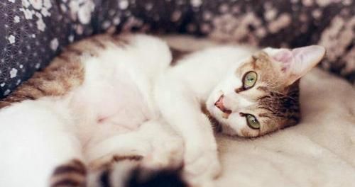 猫咪软骨病有哪些常见症状？如何及时发现和处理？