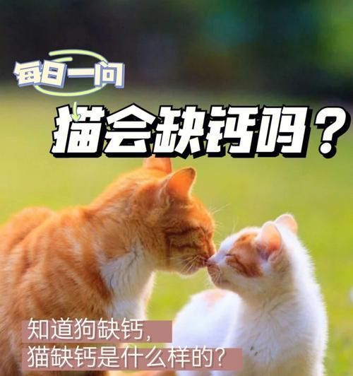 猫咪软骨病有哪些常见症状？如何及时发现和处理？