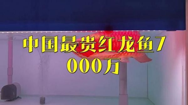 橙红龙鱼的市场趋势如何？