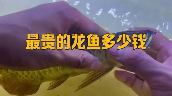 橙红龙鱼的市场趋势如何？