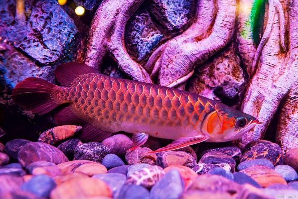 橙红龙鱼的市场趋势如何？