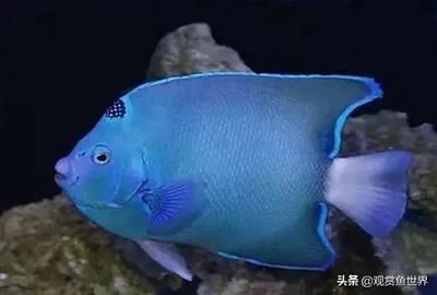 海水观赏鱼价格高（海水观赏鱼市场的趋势分析观赏鱼市场的趋势分析观赏鱼市场）