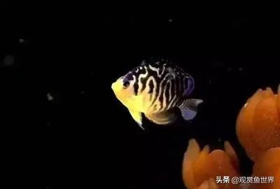 海水观赏鱼价格高（海水观赏鱼市场的趋势分析观赏鱼市场的趋势分析观赏鱼市场）