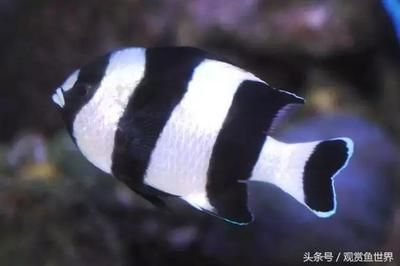 海水观赏鱼价格高（海水观赏鱼市场的趋势分析观赏鱼市场的趋势分析观赏鱼市场）