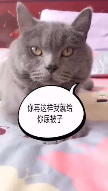 怎么跟宠物猫互动