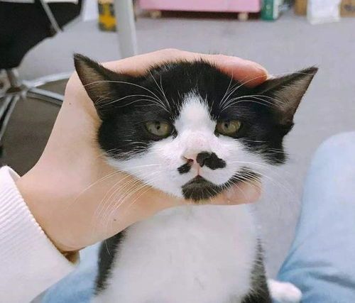 剪猫胡子，损健康，慎行！