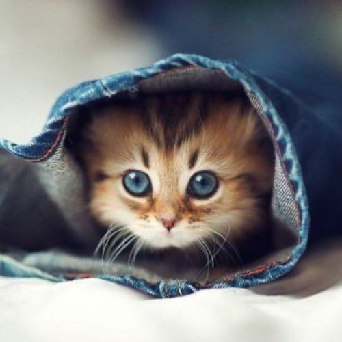 猫咪刚出生体重多少？它的小爪子能抓握吗？