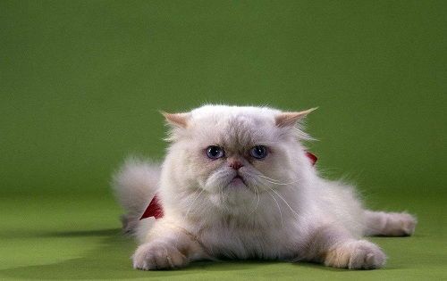 猫咪后背出血，速止血，送医检查！