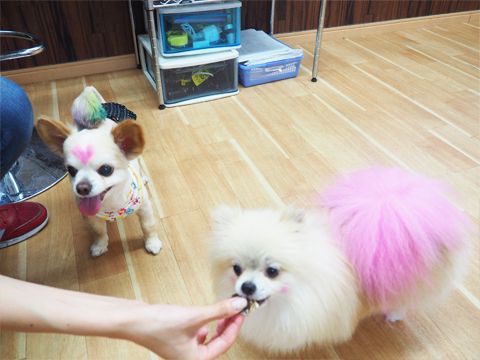 garden ドッグラン