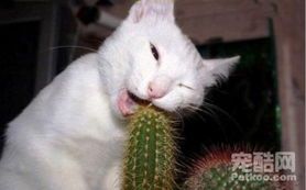 训练猫咪，避免咬坏家具