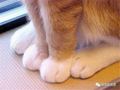 宠物咬伤猫爪伤，预防感染，养宠需谨慎。