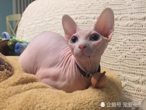 冬季猫咪剃毛，保暖又美观