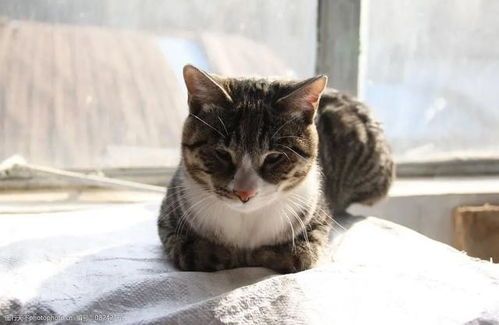 冬季猫咪剃毛，保暖又美观