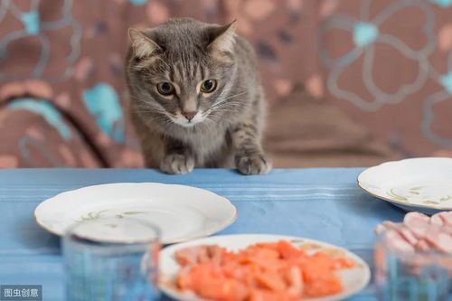 猫咪爪子猫砂秘密揭秘