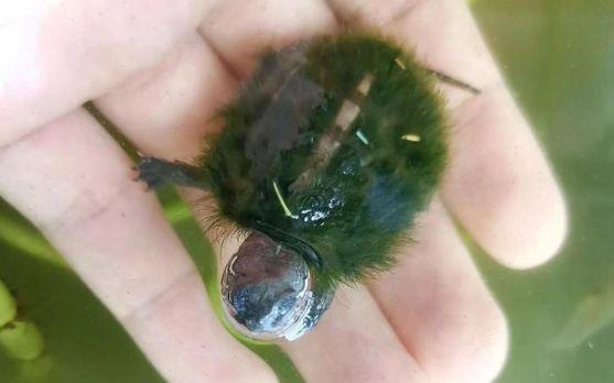 怎么培养绿毛龟