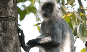 一篇关于银叶猴的科普，快来收藏吧~