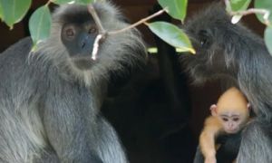 银叶猴有哪些特点？不清楚的快来看看！