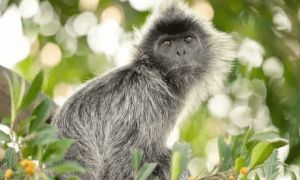 中国珍稀动物之银叶猴的介绍