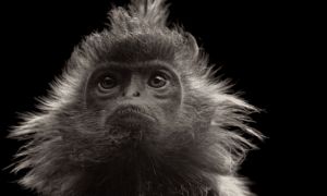 风马牛“也”相及——首次发现，敌对的长鼻猴和银叶猴，杂交繁衍