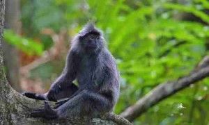 银叶猴可以当宠物养吗