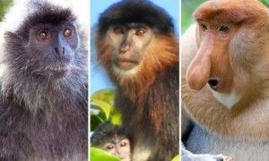 银叶猴和长鼻猴杂交后代