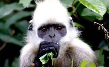 戴帽乌叶猴介绍