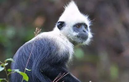 戴帽乌叶猴介绍